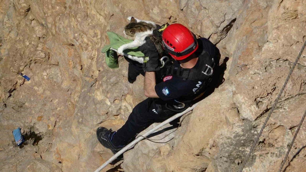 Falezlerde mahsur kalan kedi, itfaiyenin 1 saatlik çalışmasıyla kurtarıldı