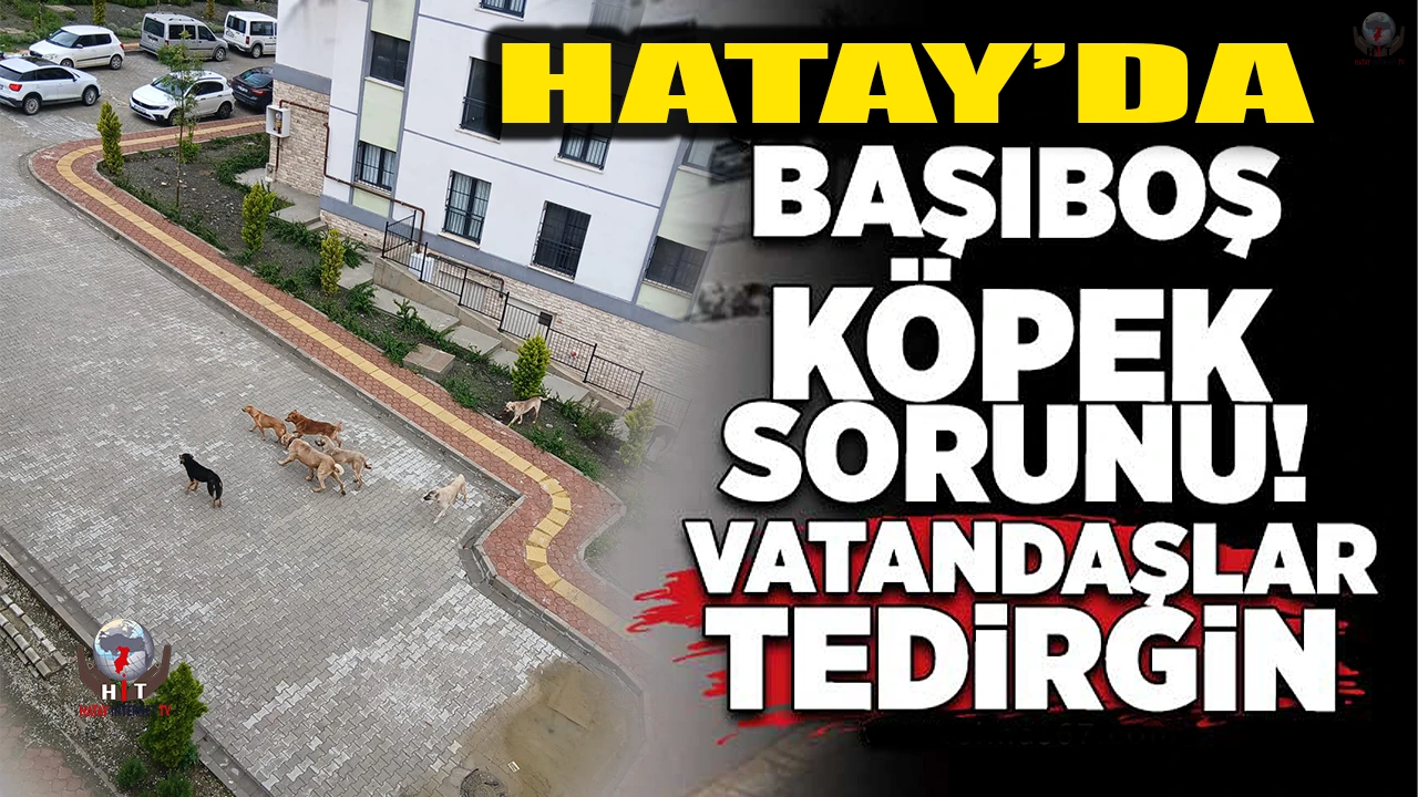 GÜLDEREN TOKİLER’DE BAŞIBOŞ KÖPEK ENDİŞESİ