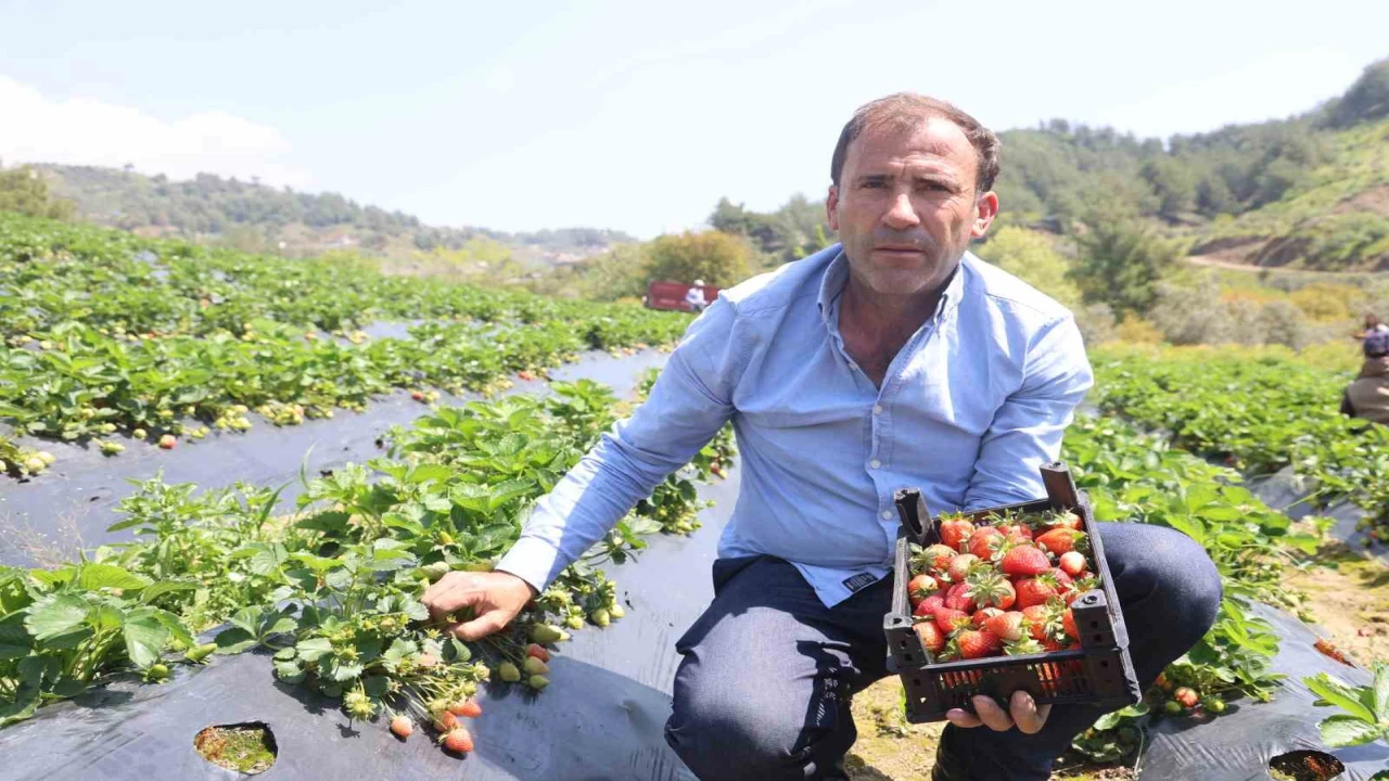 Hatayda çilek hasadı başladı
