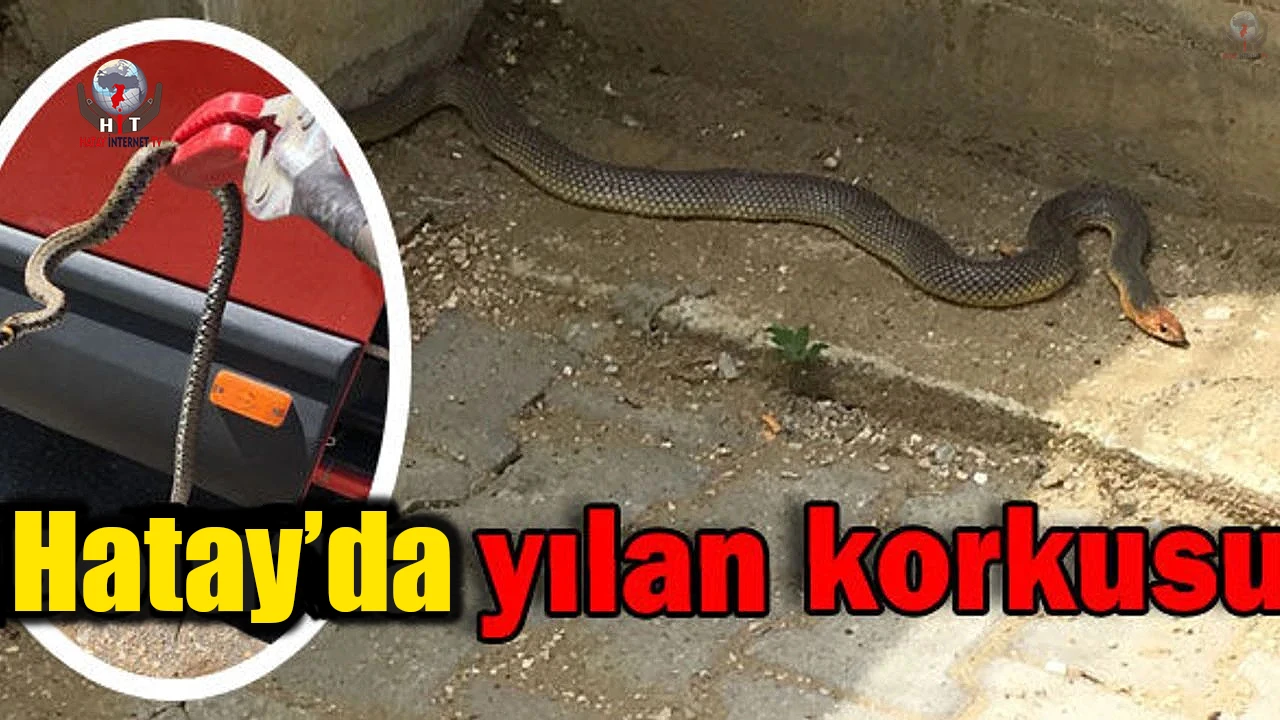 Hatayda eve giren 2 yılanı itfaiye yakaladı