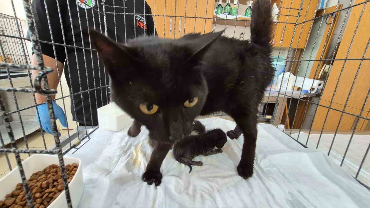 Havalandırma boşluğuna düşen kedi ve yavruları kurtarıldı