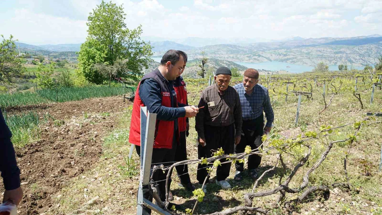 Kahramanmaraşta Kabarcık Üzüme koruma hamlesi