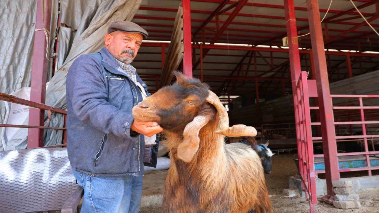 Kahramanmaraşta kurbanlık fiyatlarında esnaftan indirim kararı