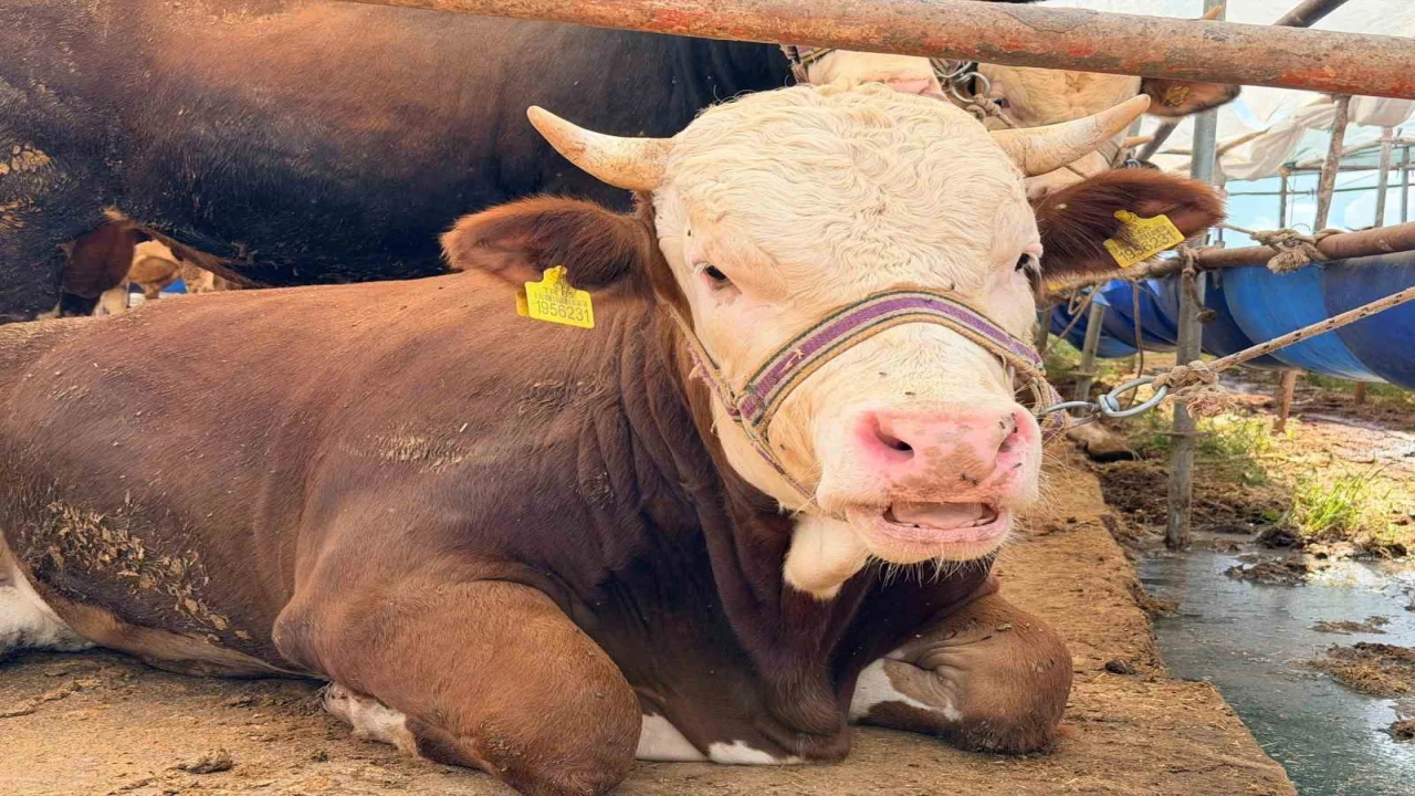 Kepezde Kurban Bayramı hazırlıkları tamam