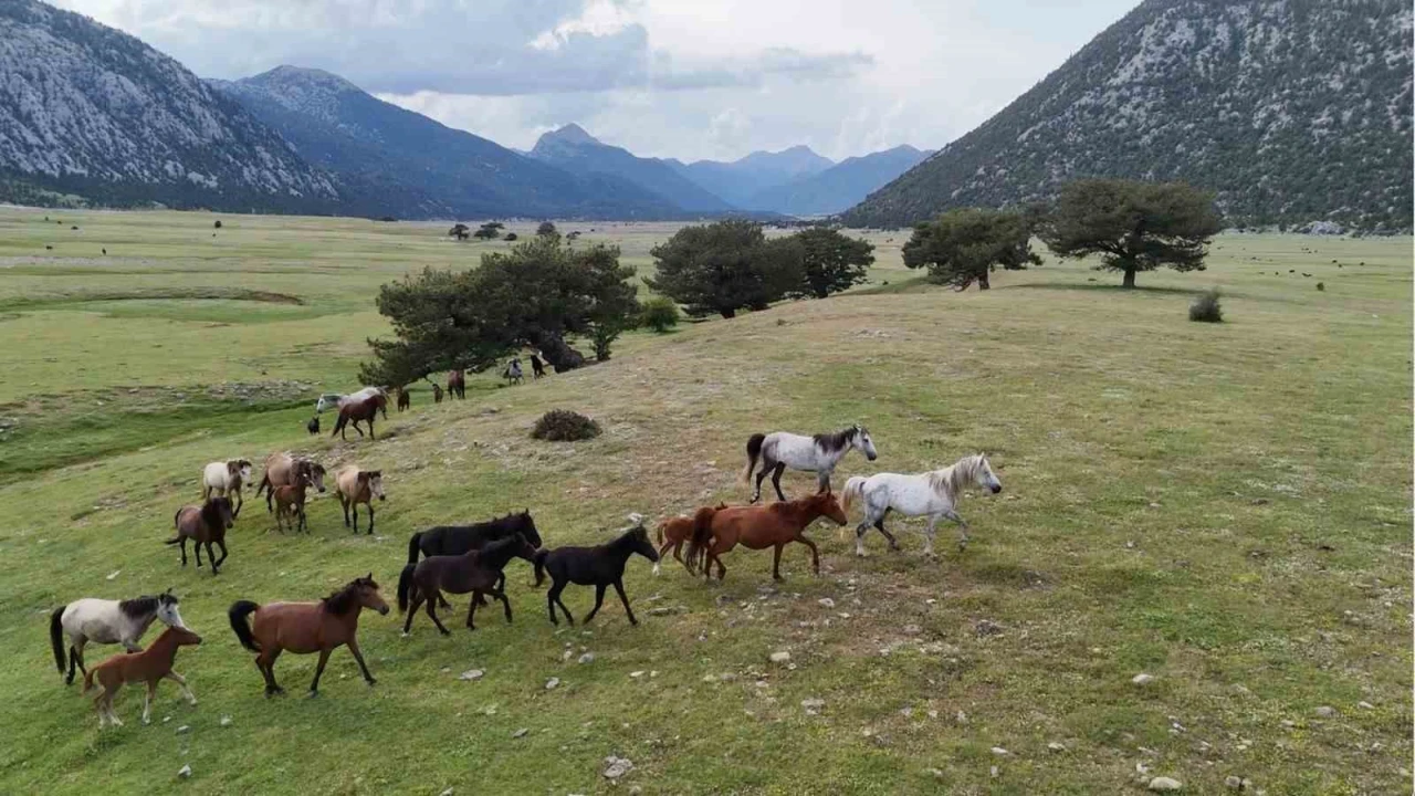 Kökenleri Osmanlı Süvari atlarına dayanan Torosların özgür ruhları yılkı atları