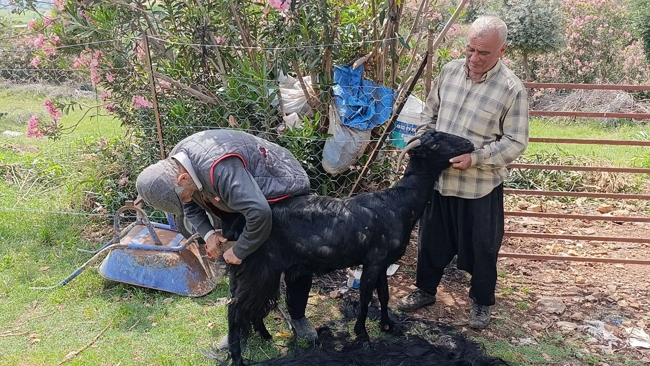 Kozanda keçilere yaz bakımı