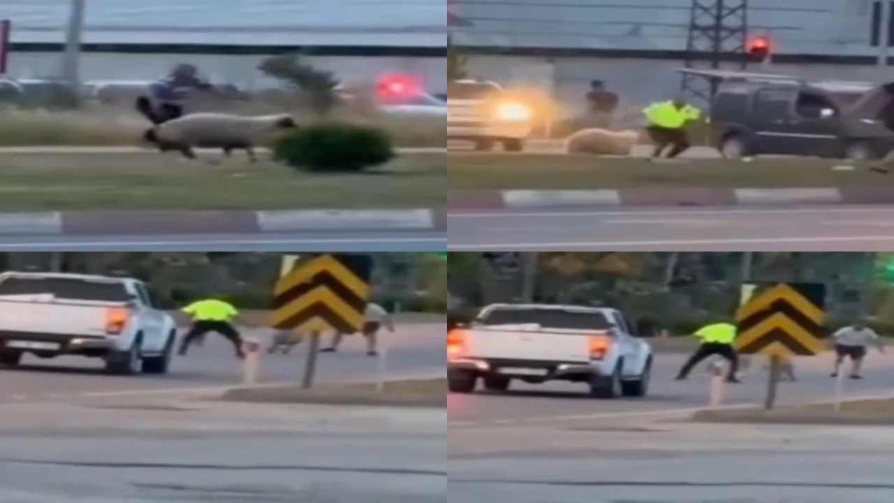 Kurbanlık koyun kaçtı, polislerin yardımıyla yakalandı