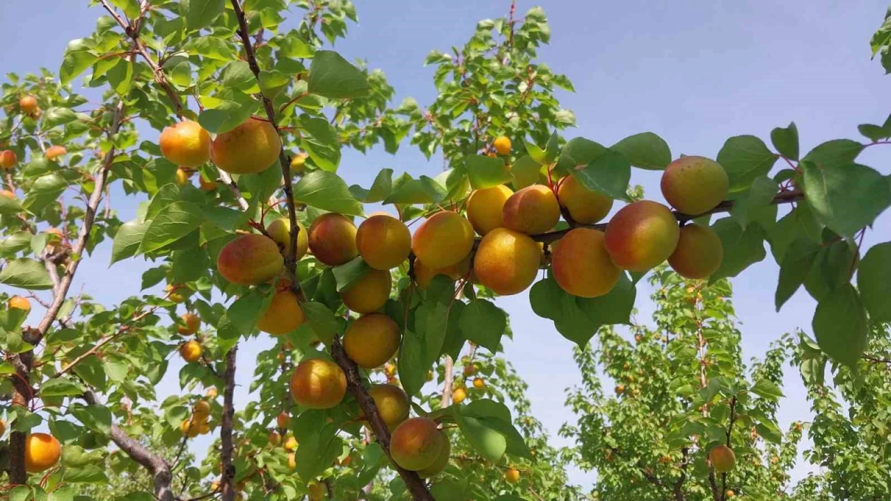 Mersinde kayısı hasadı başladı, üretici verimden memnun