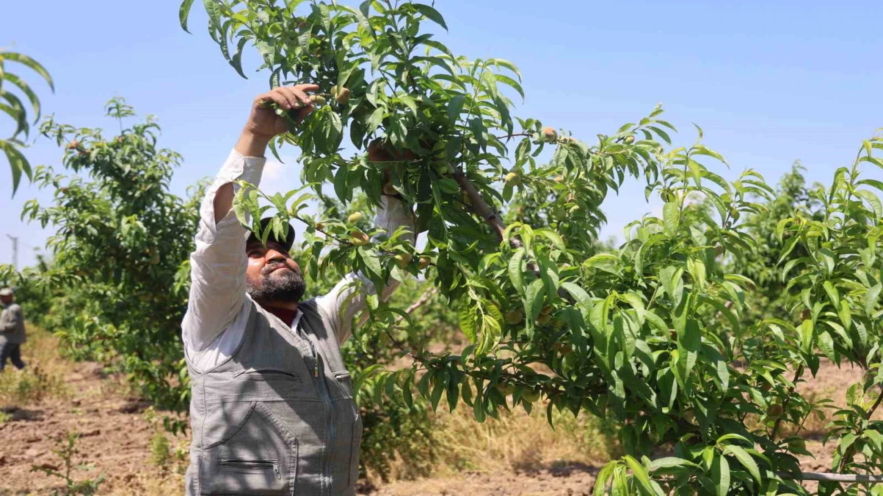 Mesaileri başlayan tarım işçileri, Amik Ovasında bin 100 TL yevmiye alacak