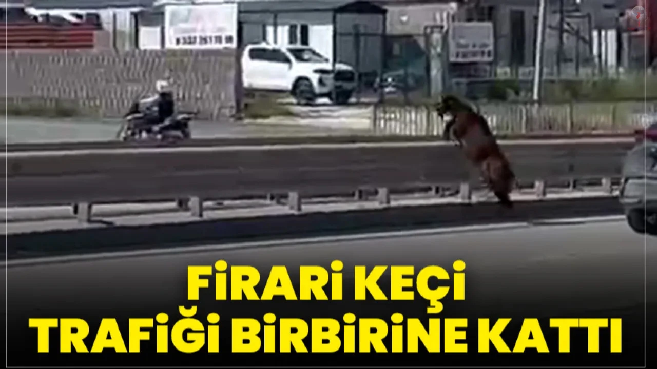 Orta refüjden atlayan kurbanlık keçi sahibini geride bıraktı