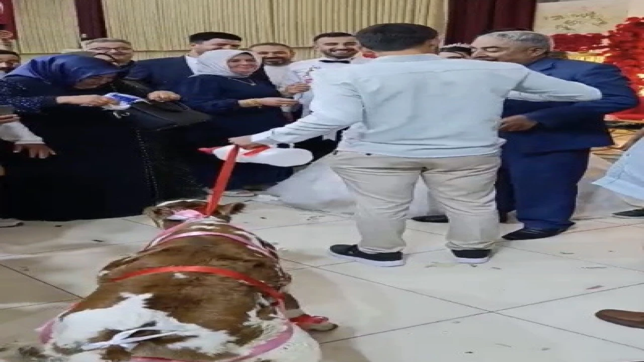 Osmaniyede damada düğünde altın yerine buzağı verildi