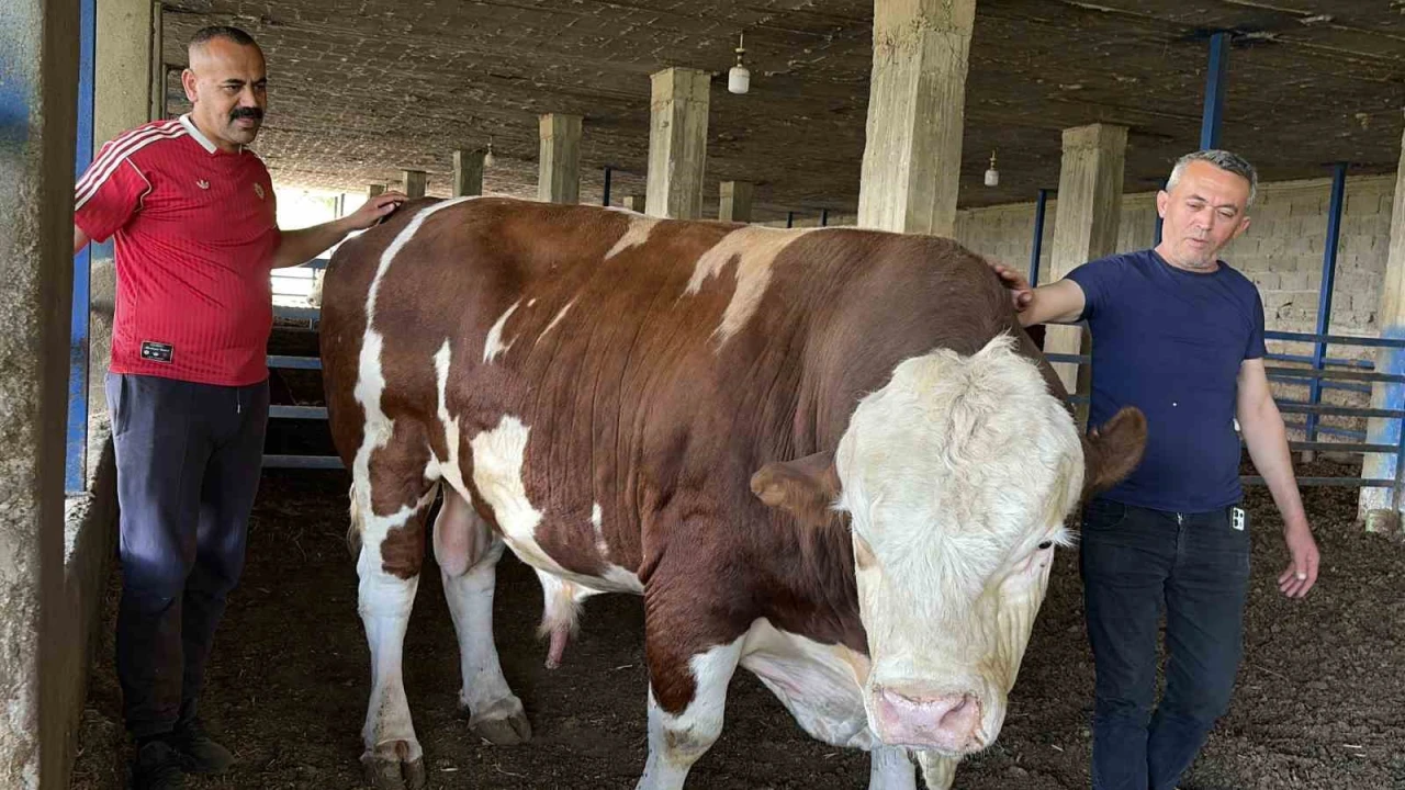 Özenle büyüttüğü boğasına ‘Gardaşım diyerek hitap eden besicinin bir ton 300 kiloluk kurbanlığı alıcı buldu