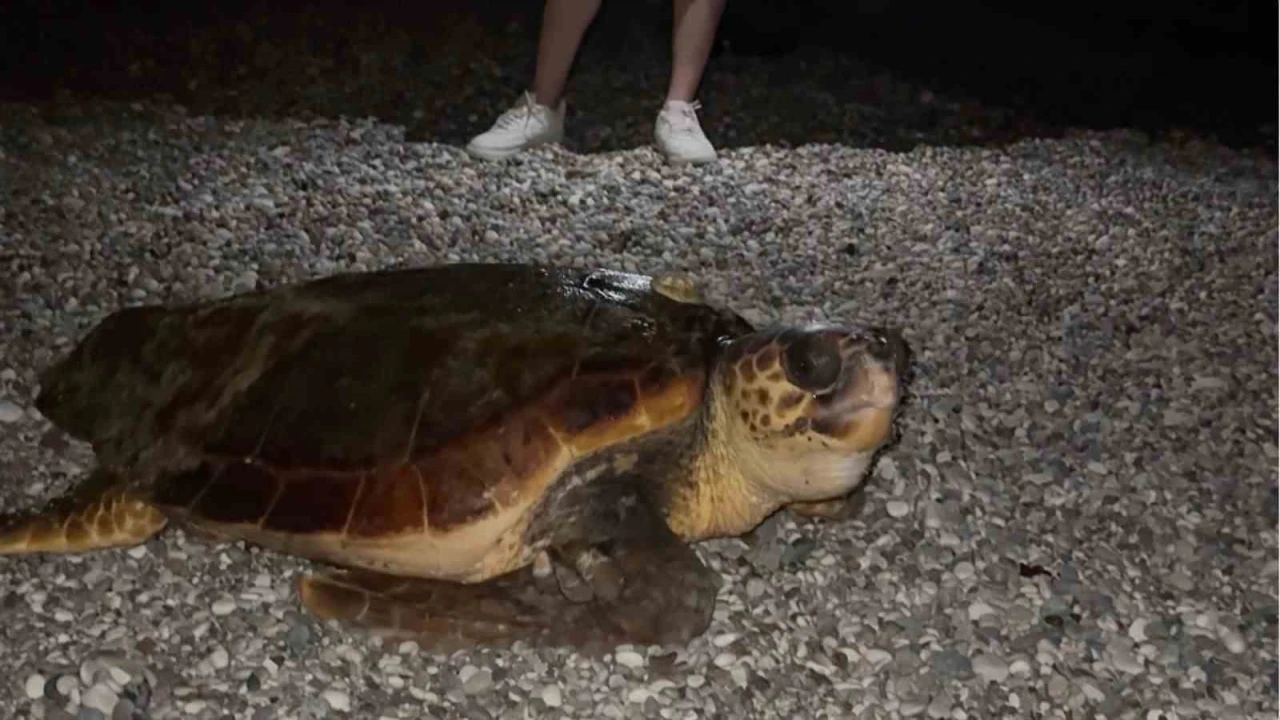 Sahilin davetsiz misafiri dev caretta caretta