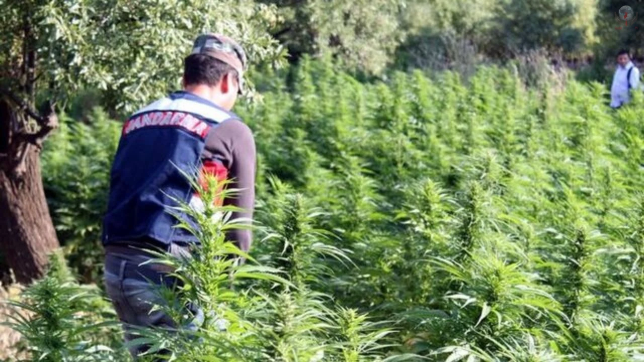 Seraya kenevir eken şahıslar yakayı ele verdi