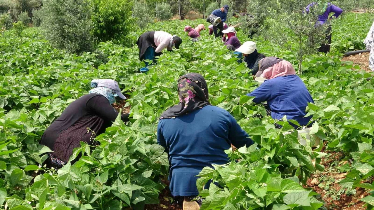 Turfanda sarıkız hasadı başladı: Kilosu 100 TLden alıcı buldu