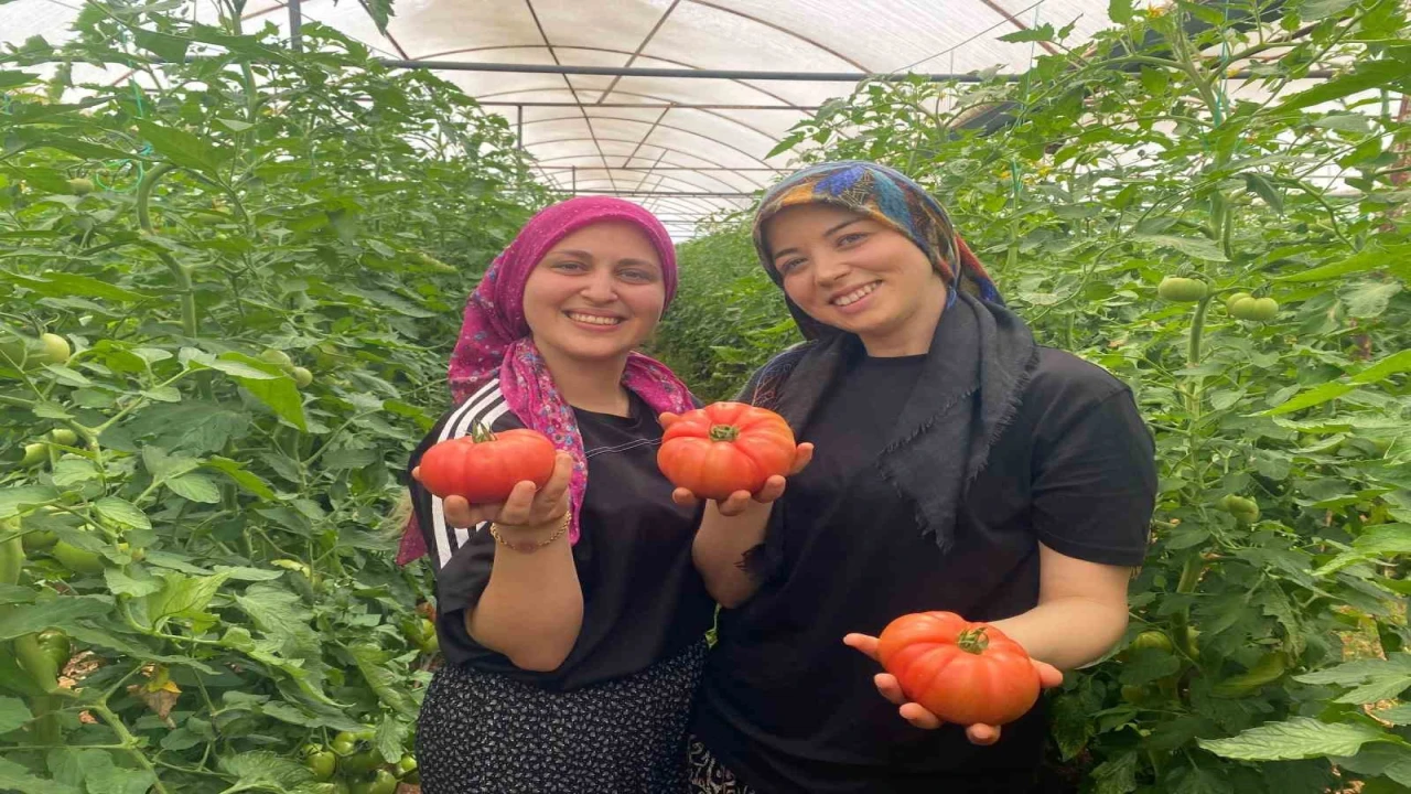 Üretime genç kadın eli değdi: O ilçede yıllık 550 bin ton domates hasat ediliyor