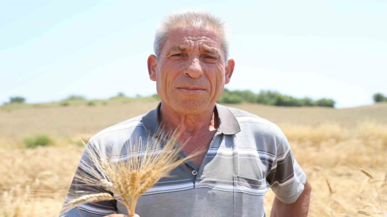 Adanada ata tohumu karakılçık buğdayı yeniden üretime kazandırıldı