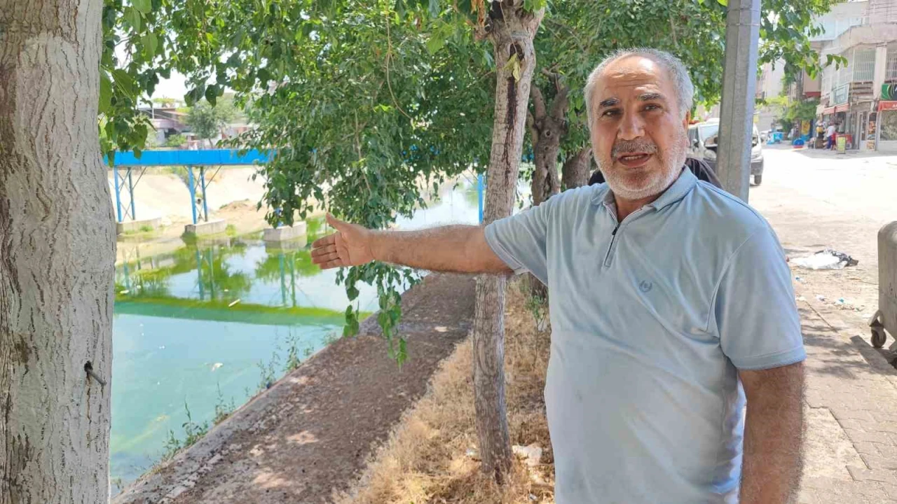 Adanada sivrisinek istilasına vatandaş tepkisi: Çocuklarımız yara içinde kaldı
