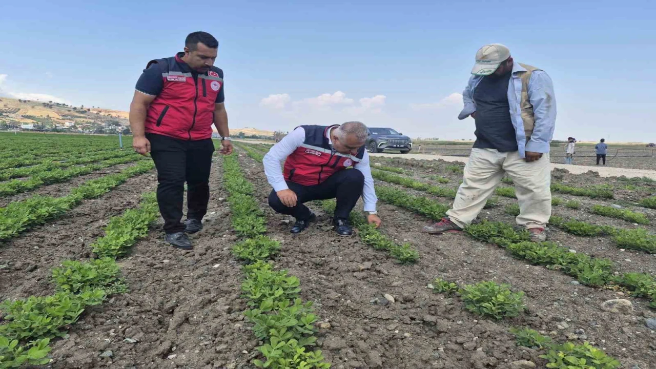 Antakyada yer fıstığı üretimi yapılan araziler incelendi
