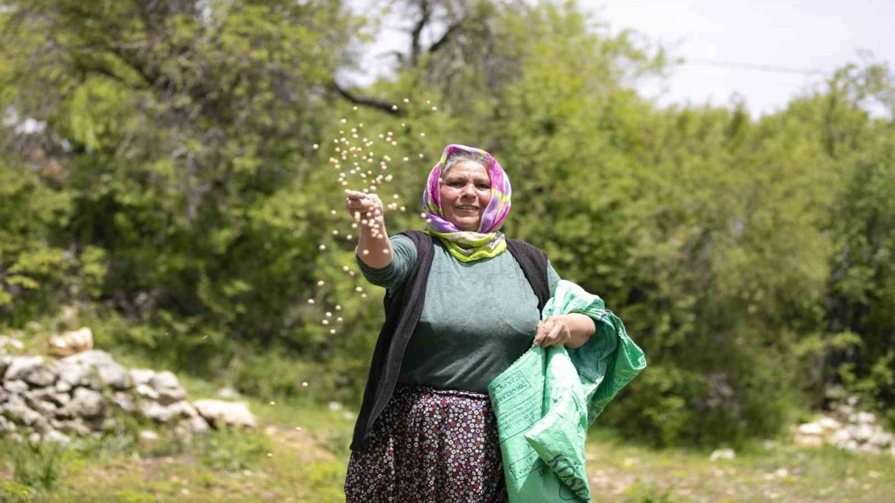 Atalık tohumlar toprakla buluştu, üreticiye can suyu oldu