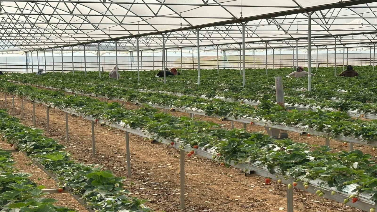 DOĞAKAnın desteklediği projede çilekler hasat edilmeye başlandı
