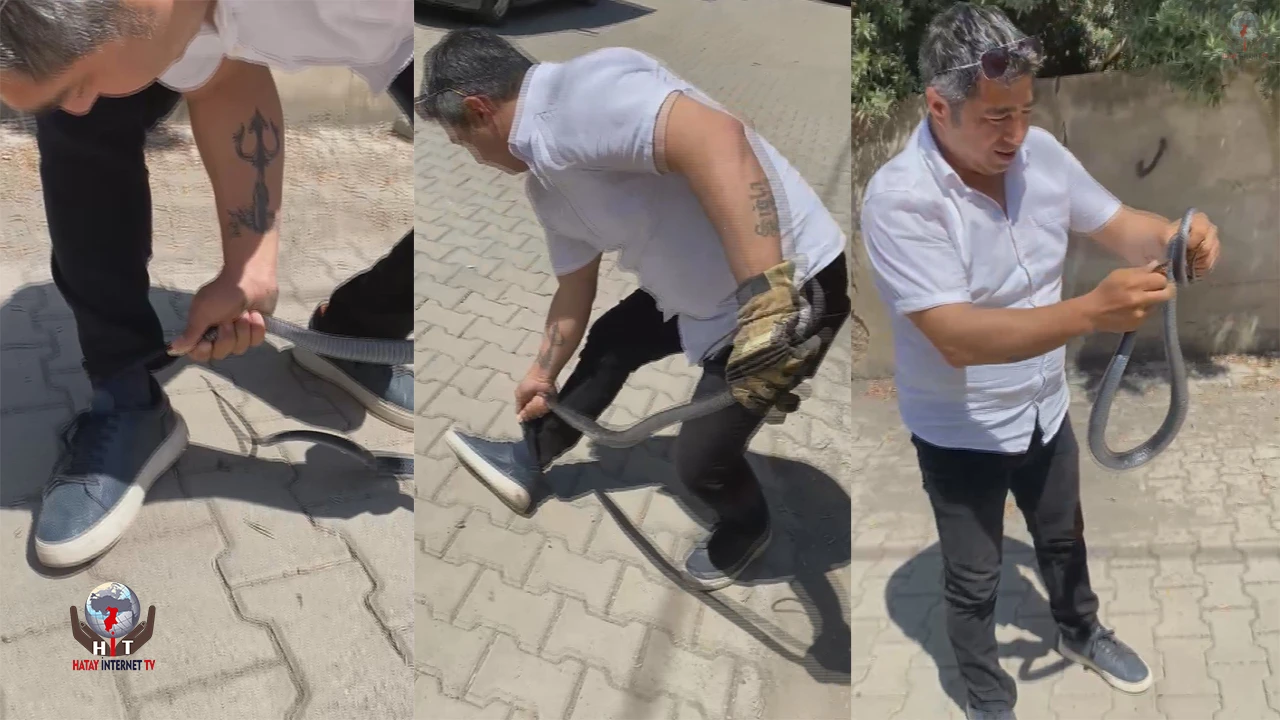 Eliyle yakaladığı yılan bacağını ısırdı: O anlar kamerada