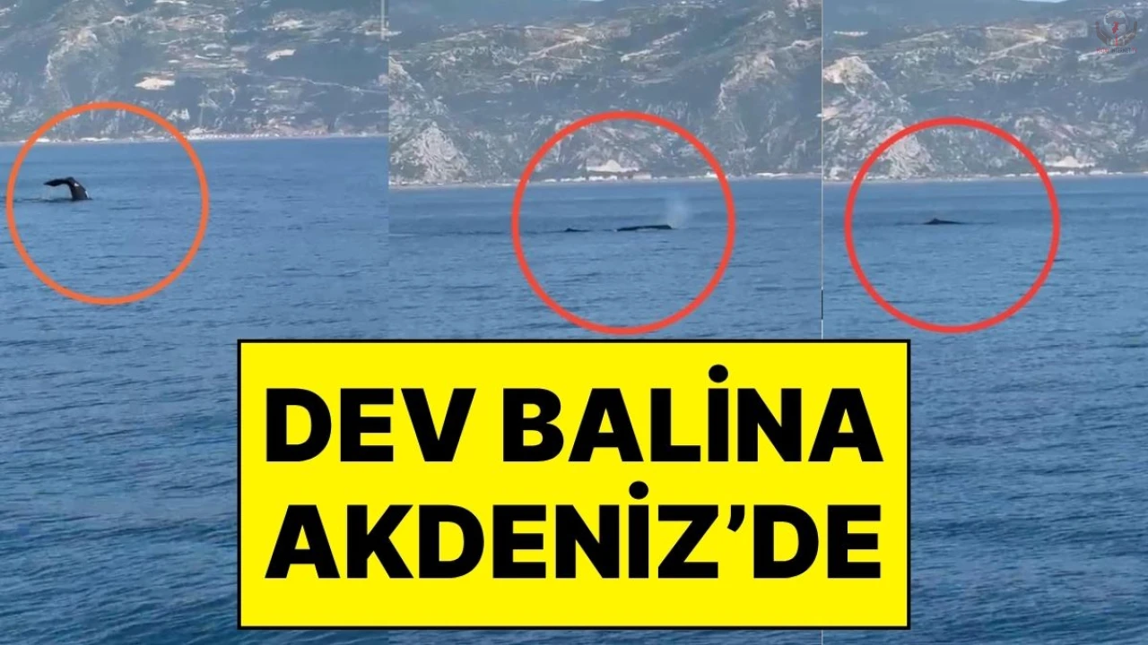 Hatay Samandağ'da Balina Görüldü