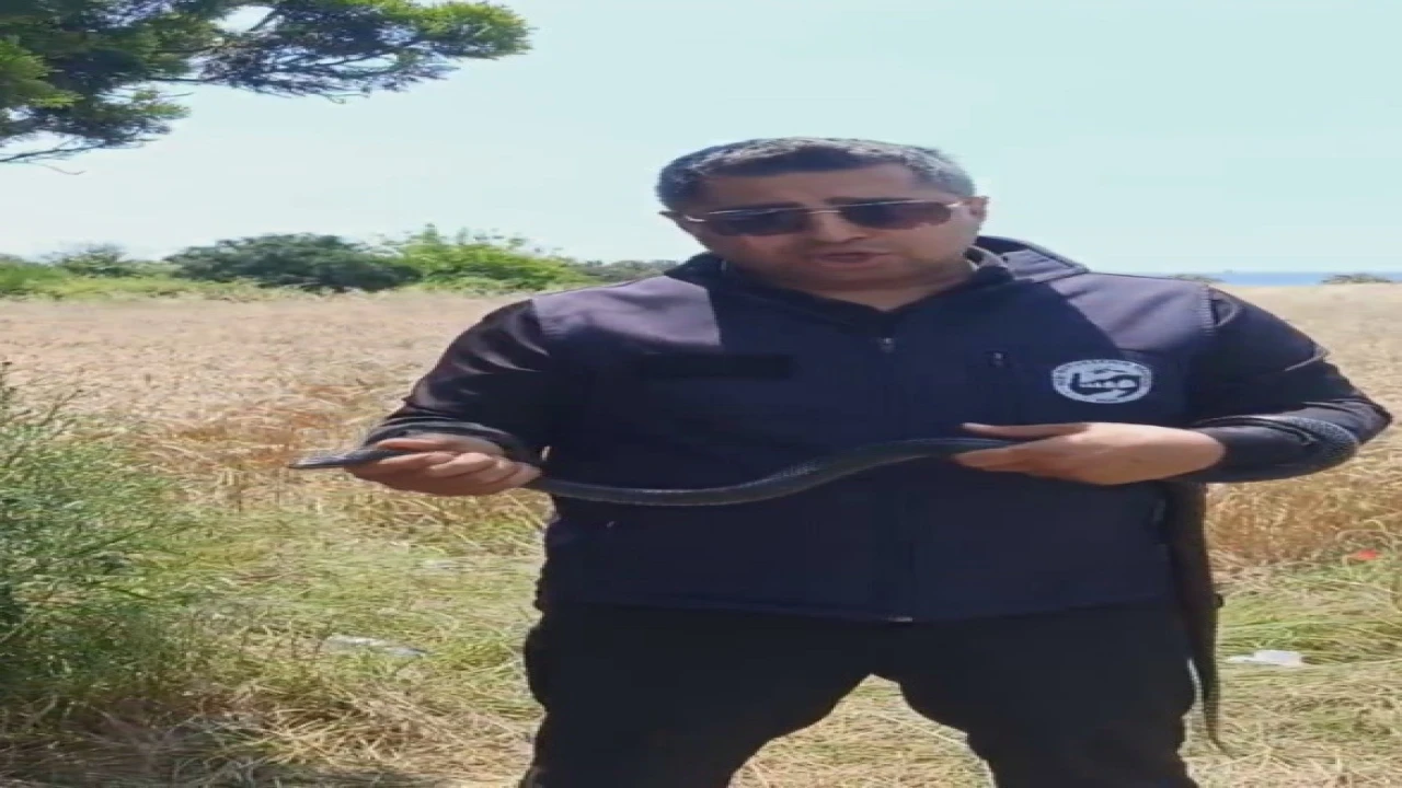 Hatayda yaşlı kadının evine giren yılanı yakalayan Yılancı Kemal ‘Sevgili karayılan insanlardan uzak dur sözleriyle doğaya saldı