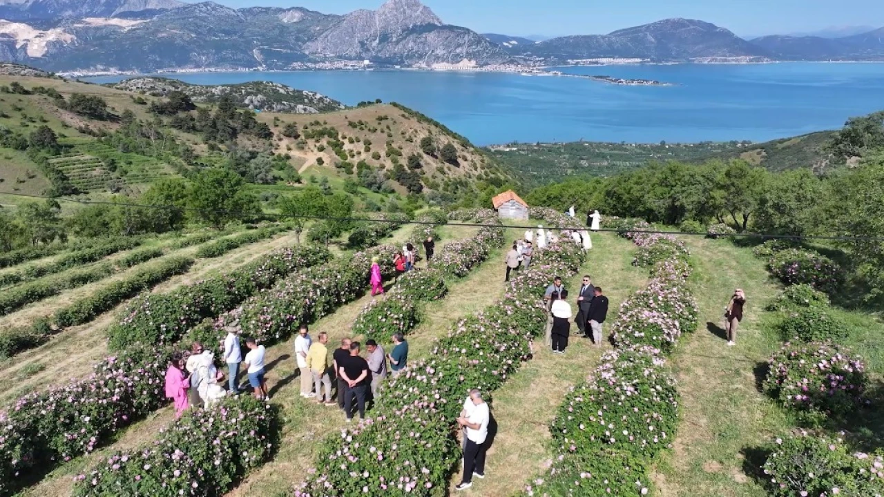 Ispartada festival coşkusu devam ediyor: Eğirdir Gölü manzarasıyla gül topladılar