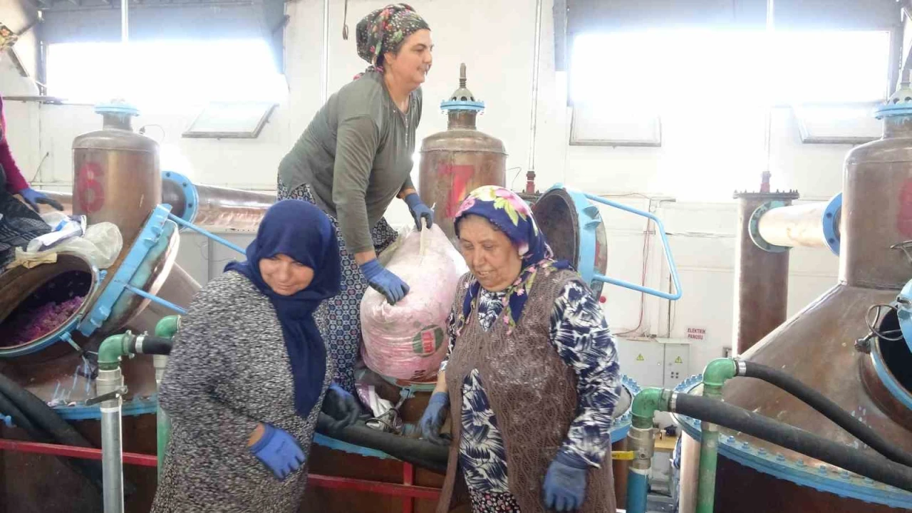 Ispartanın pembe hazinesi: 4 ton gülden elde edilen yağın kilosu 12 bin avroya alıcı buluyor