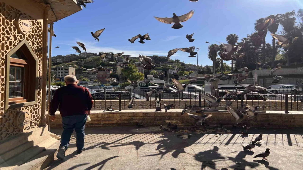 Kahramanmaraşta taksici esnafının yol arkadaşı güvercinler