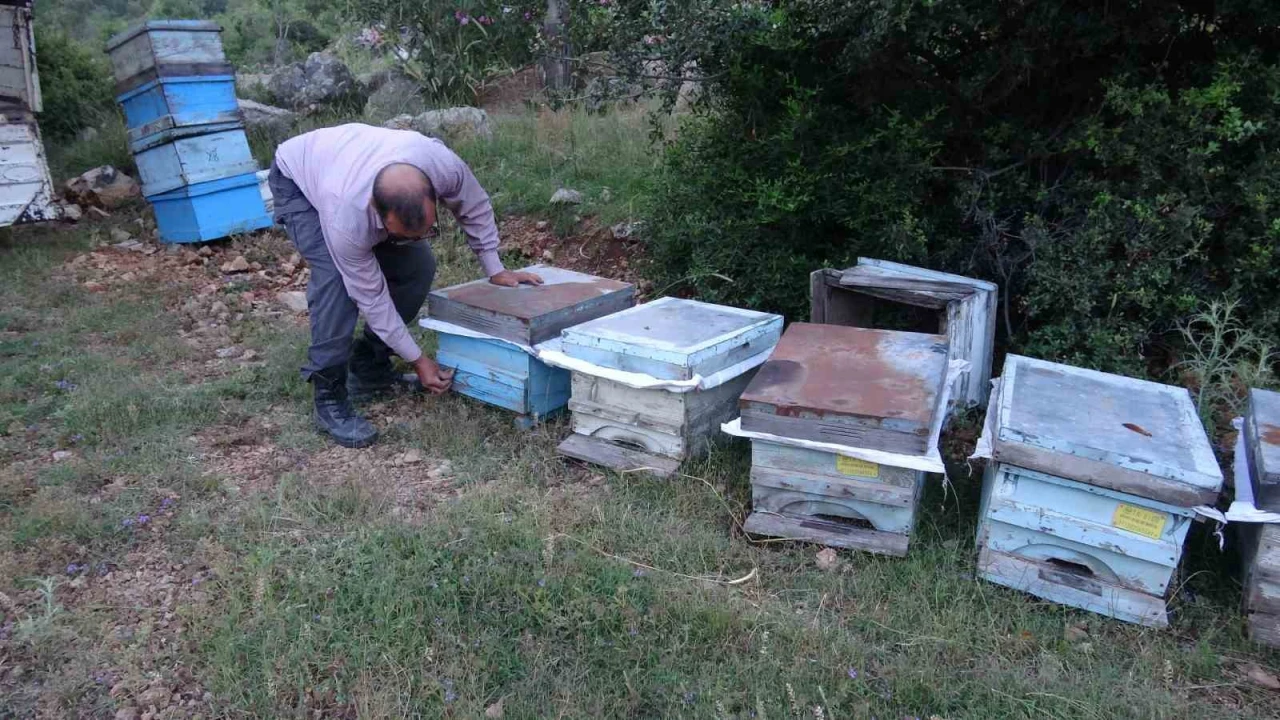 Keven ve kekik balı için yayla yolculuğu başladı