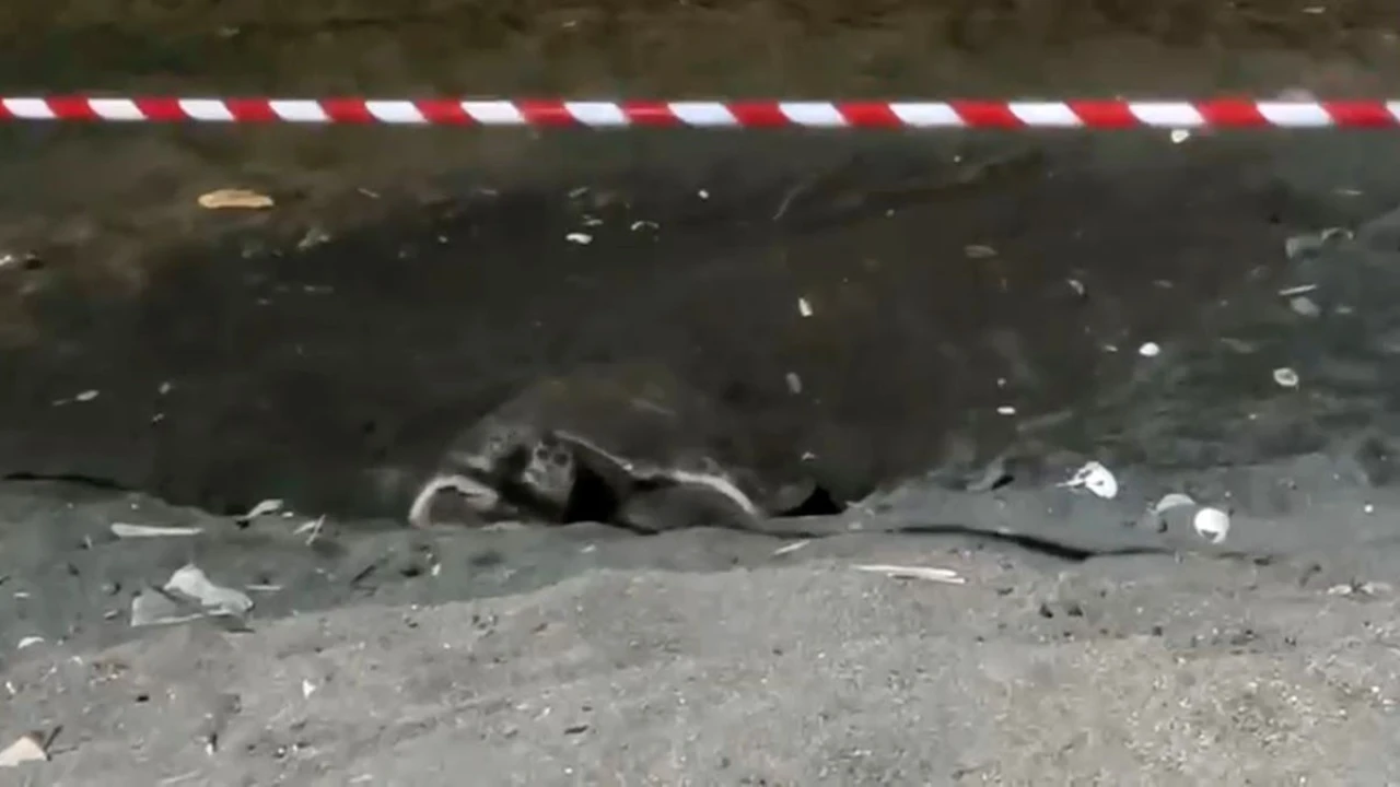 Koruma alanı dışına yuva yapan caretta caretta için şeritli 