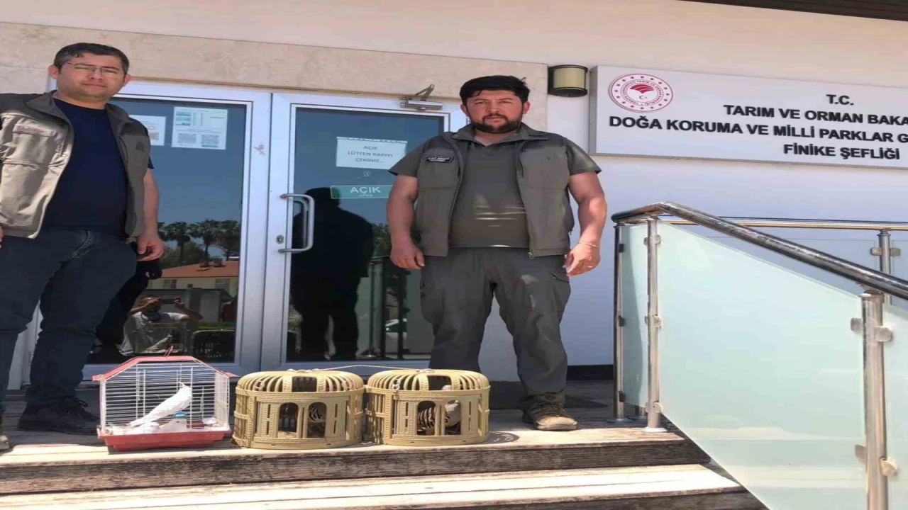 Kuş denetiminde kafeslerdeki keklik ve papağanlara