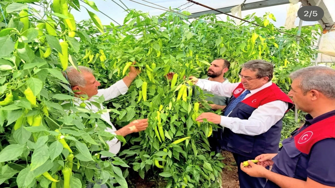 Mersinde kapya biber üretimi yerinde incelendi