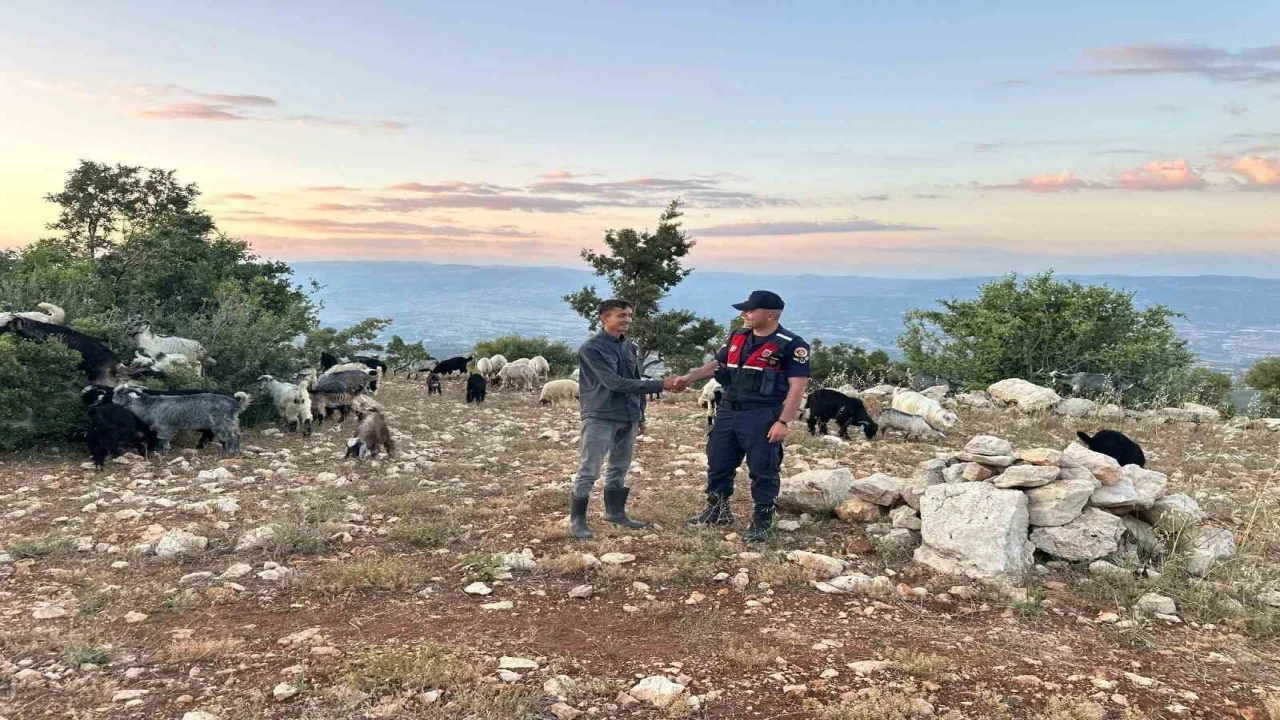 Mersinde kayıp 40 küçükbaş dronla bulundu