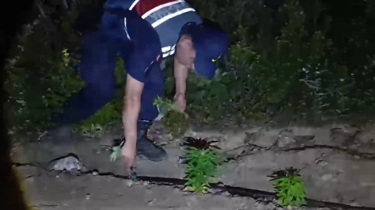 Mersinde ormanlık alana ekilen bin 500 kök kenevir ele geçirildi