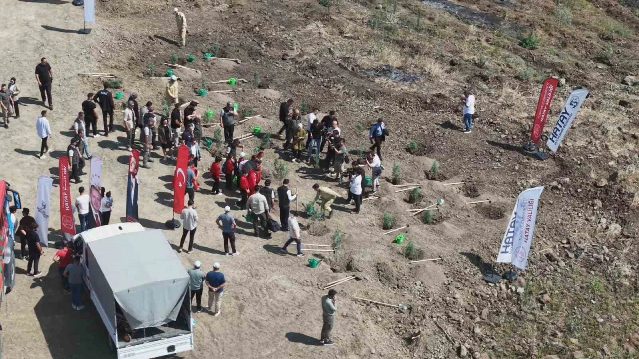 Orman yangınından zarar gören alana fidan ekildi