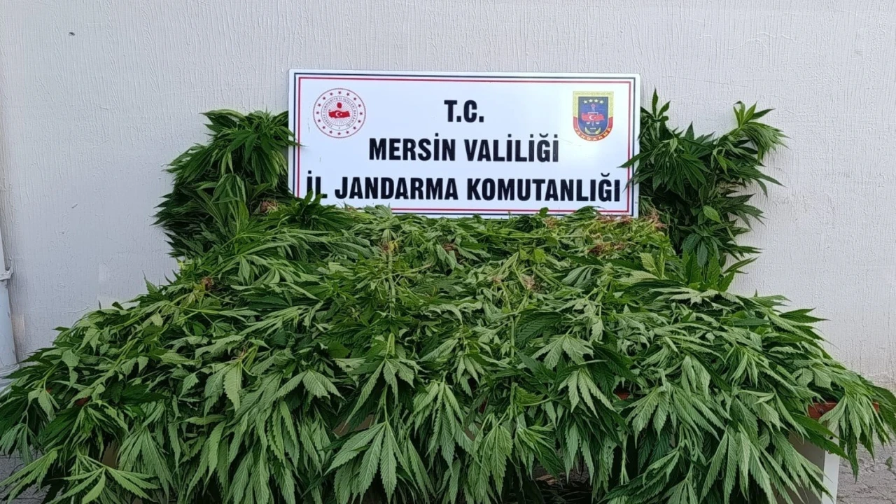 Ormanda kenevir yetiştirenlere suçüstü operasyon: 2 tutuklama