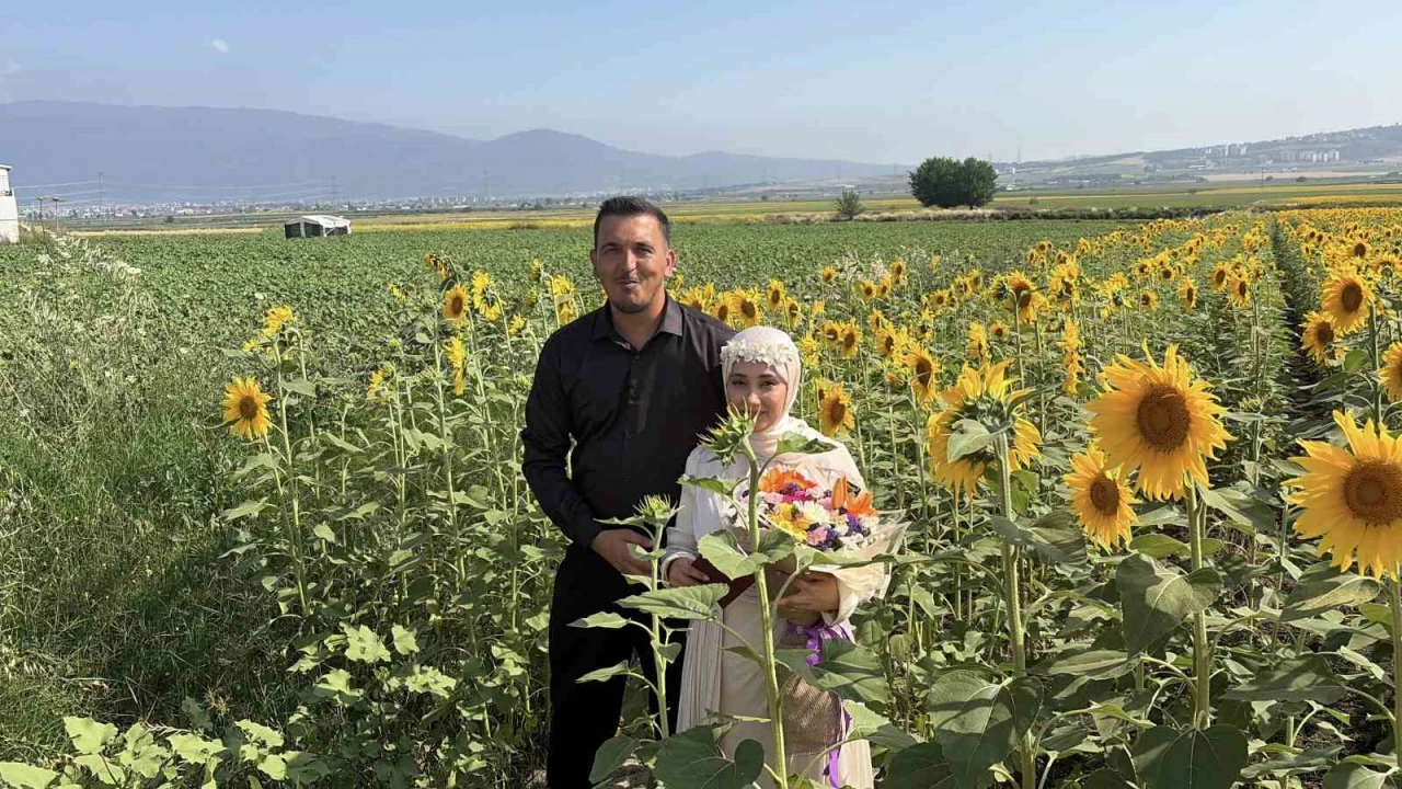 Osmaniyede ayçiçeği tarlaları yeni evli çiftlerin gözdesi oldu