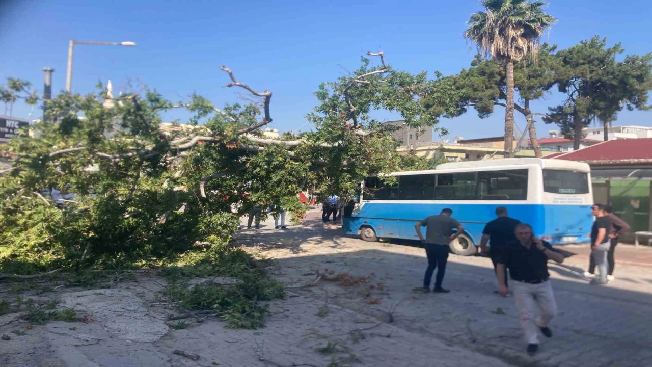 Osmaniyede çınar ağacı, halk otobüsünün üzerine düştü: Saniyelerle kurtuldu
