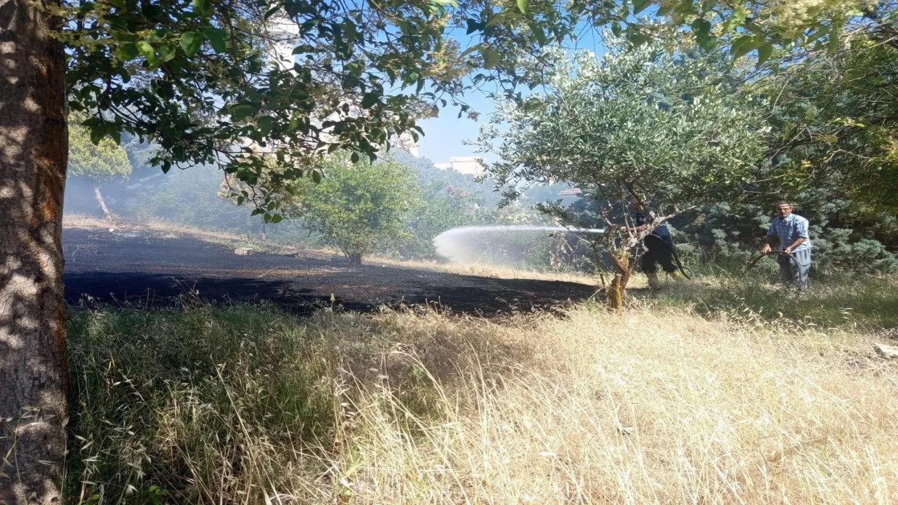 Reyhanlıda zeytinlik yangını