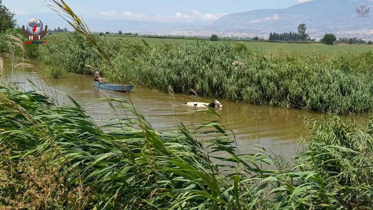 Su kanalına düşen ineği itfaiye kurtardı
