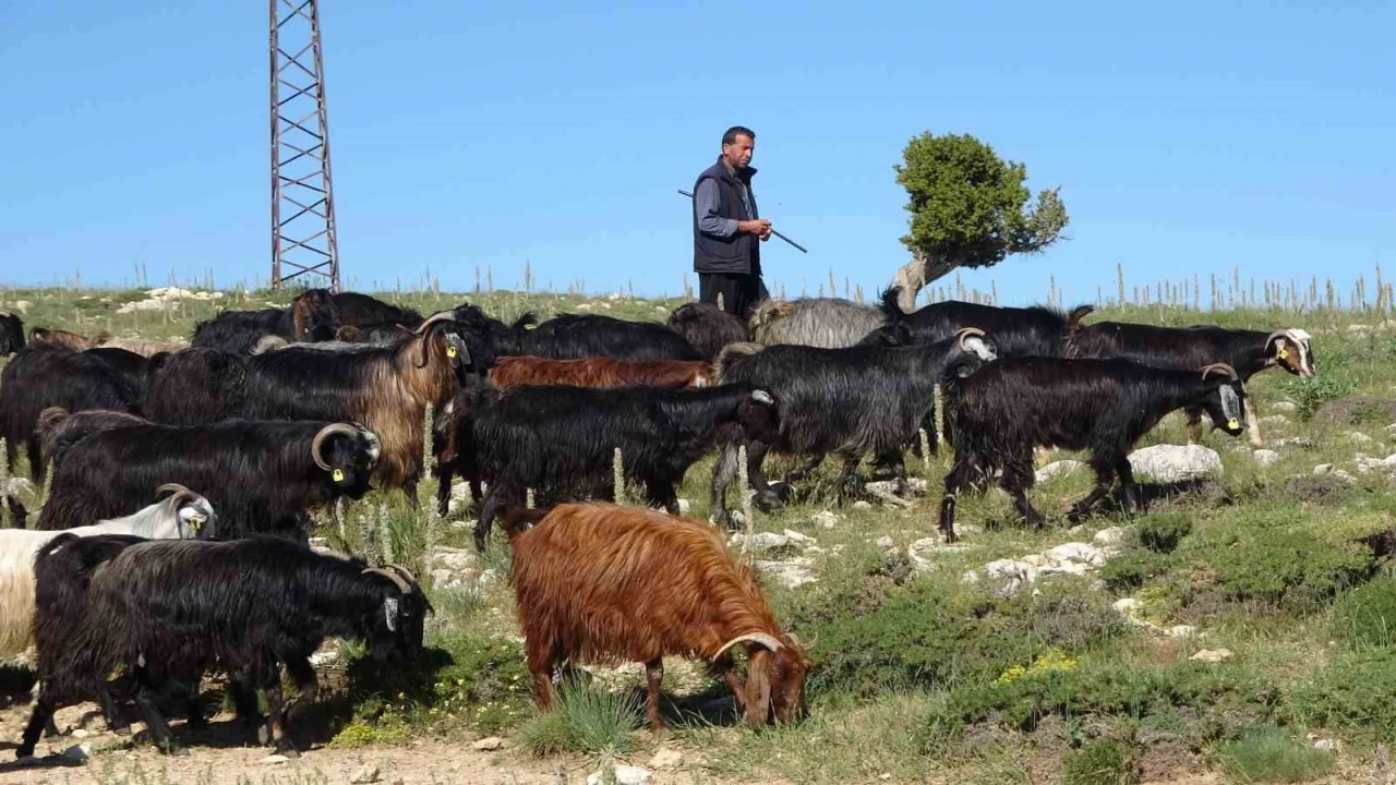 Türkiyenin keçi yetiştirme merkezi Mersin: Toroslar yeşerdi, Yörüklerin zorlu mesaisi başladı