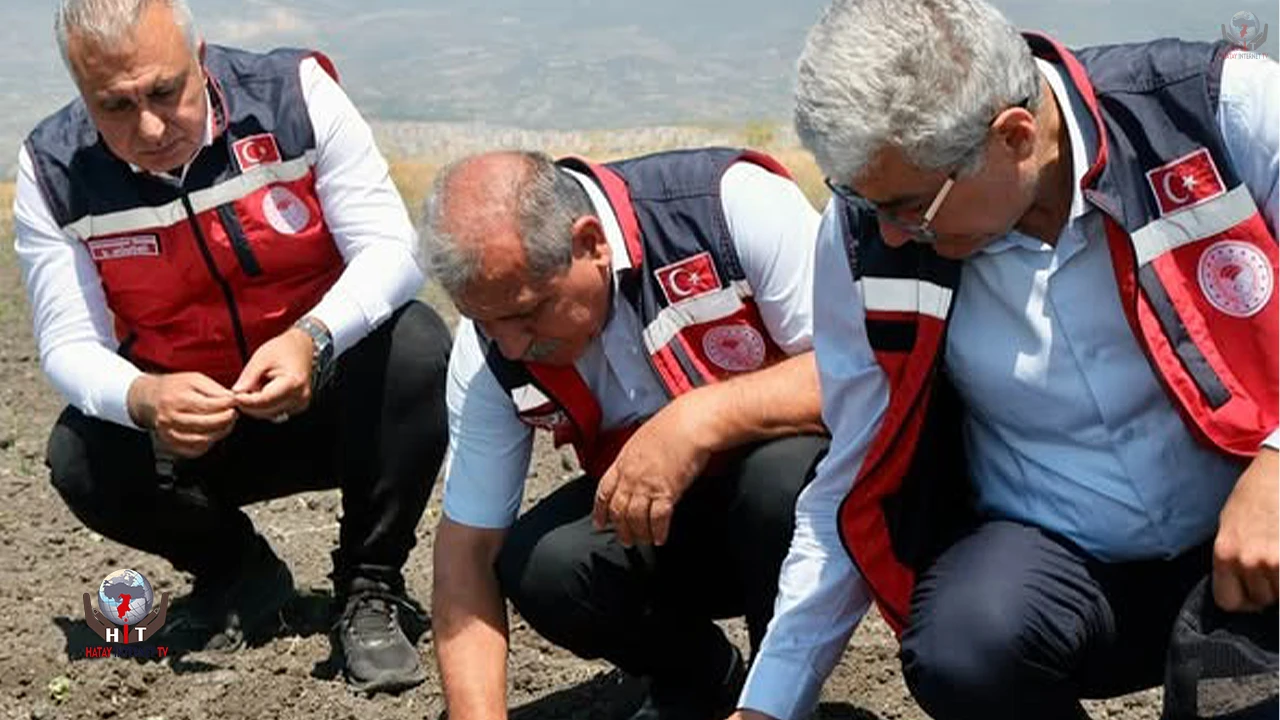 TÜRKMEN PAMUK ÜRETİM ALANLARINDA SAHAYA İNDİ