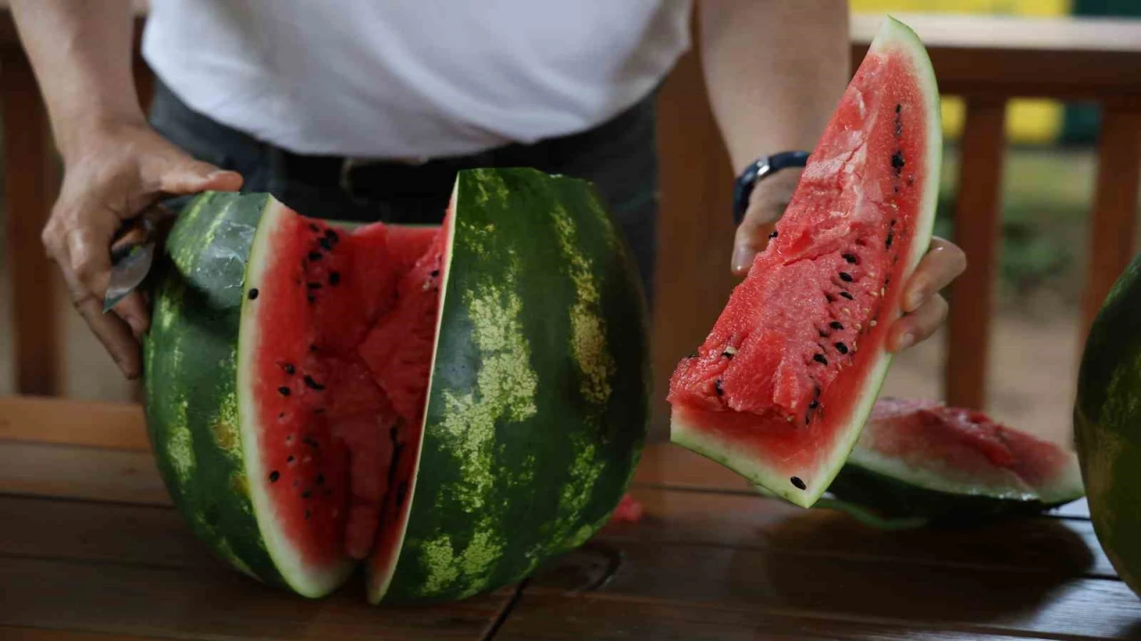 Uzmanından iyi karpuz ‘Nasıl seçilir tavsiyesi: Karpuza vurmak eskide kaldı