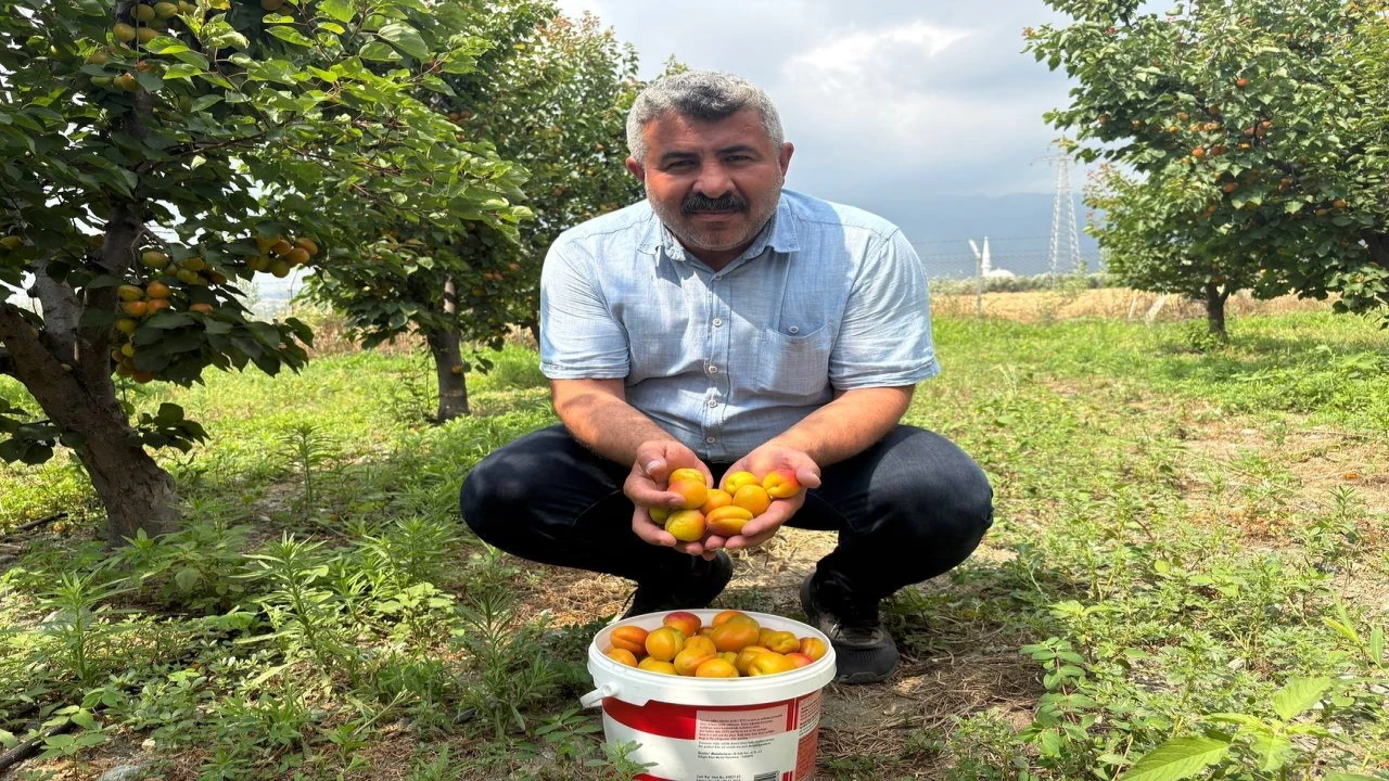 Ziraat mühendisinin tavsiyesiyle diktiği kayısıdan 6 yıldır ürün alıyor