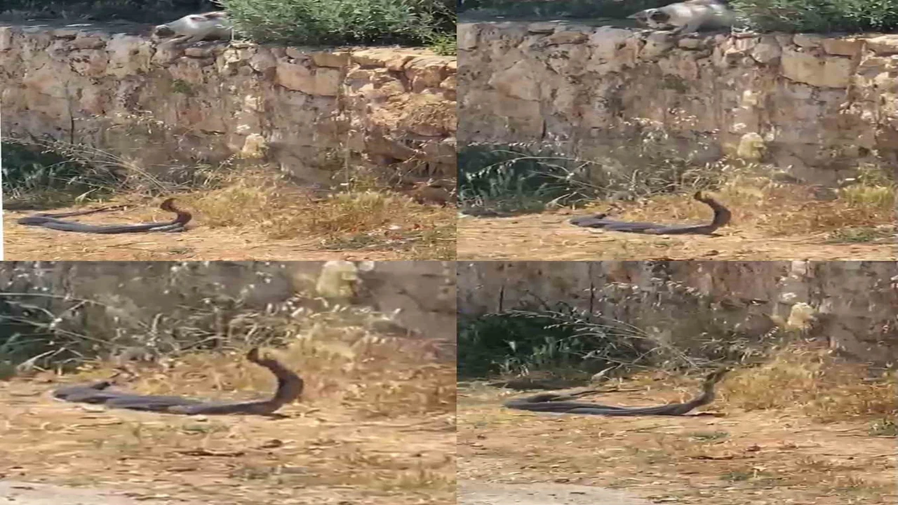 2 metrelik yılanların dansını kedi izledi