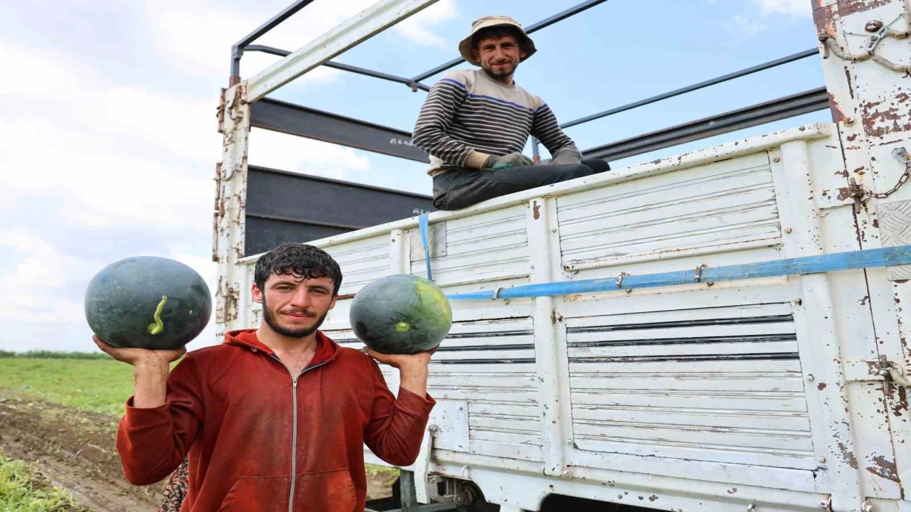 Adanada karpuz hasadında sona gelindi