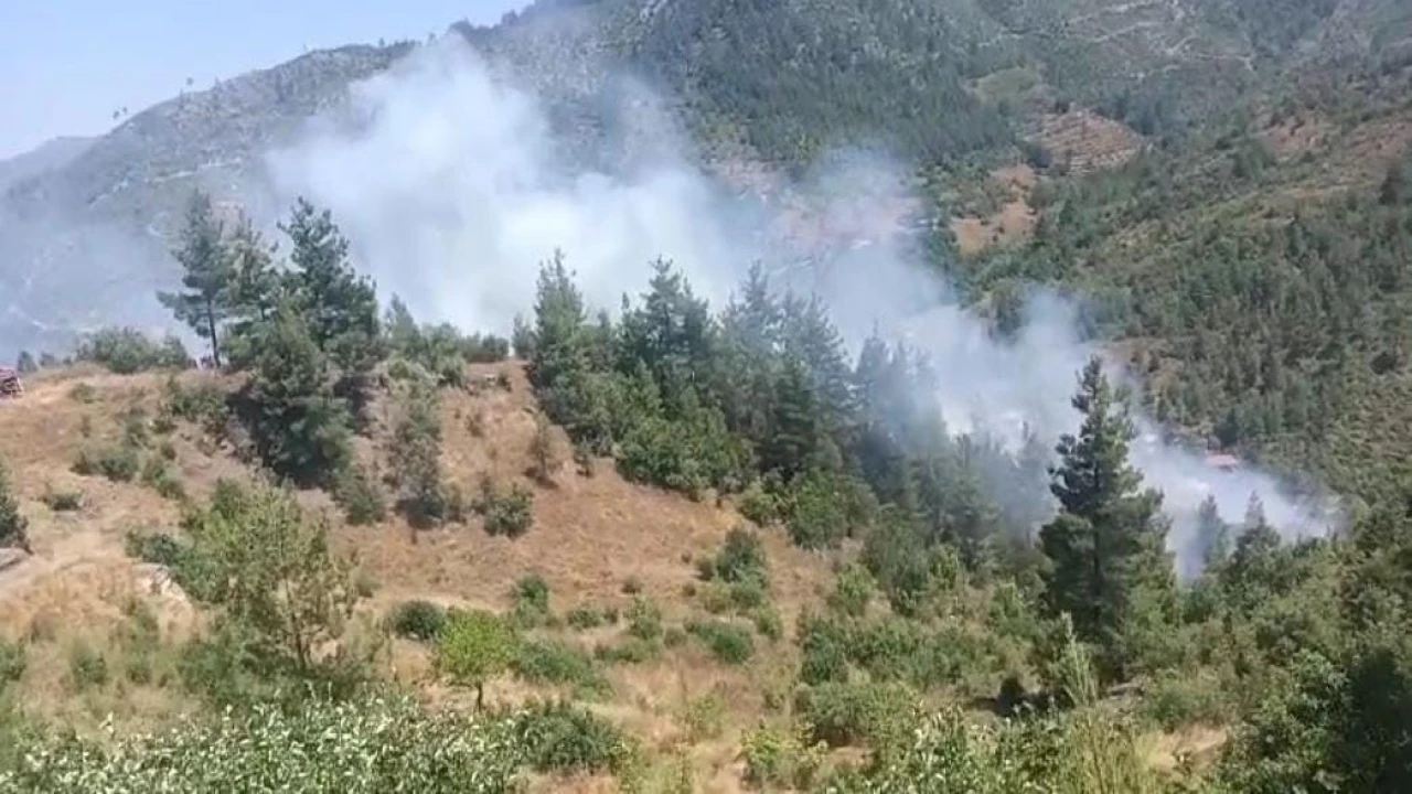 Adanada orman yangını